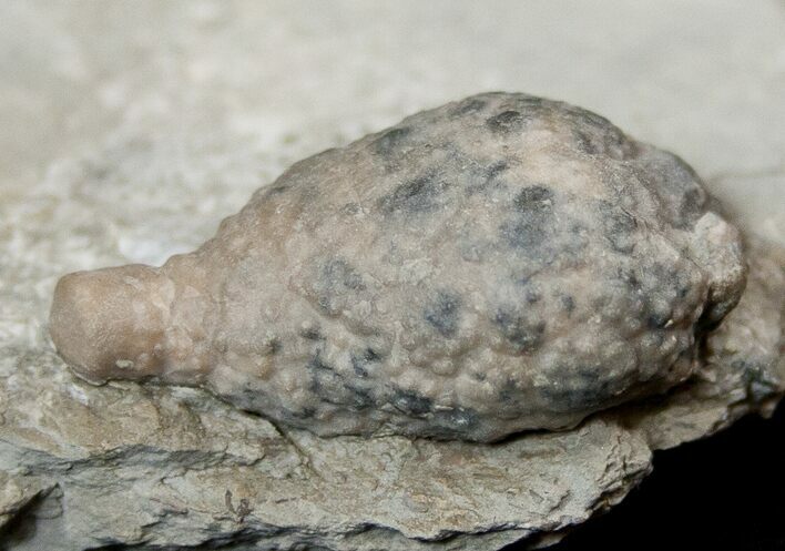 D Cystoid (Holocystites) Fossil - Indiana #17278